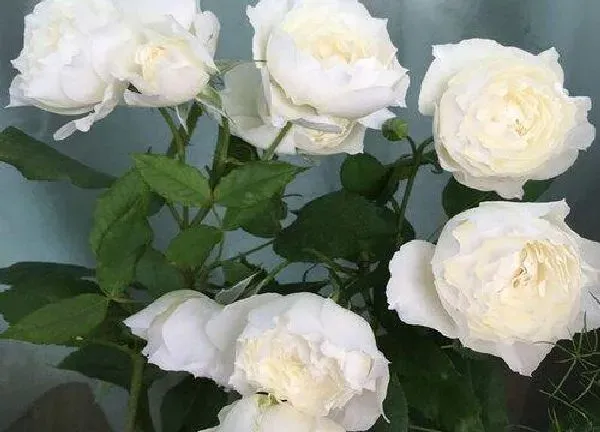养殖科普|白巧克力月季的优缺点