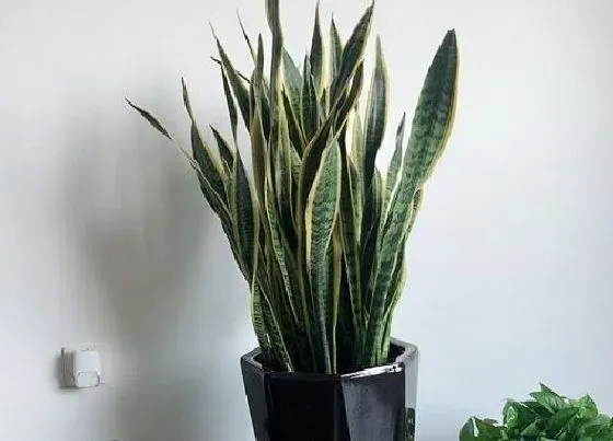 植物排行|防甲醛的植物有哪些