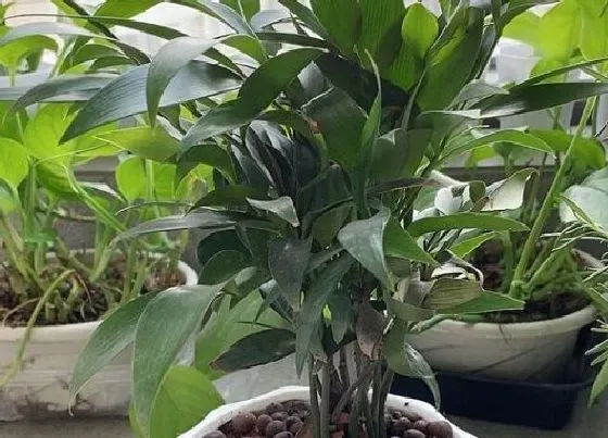 植物种类|竹柏是乔木还是灌木植物