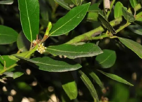 花期|月桂花期多长时间