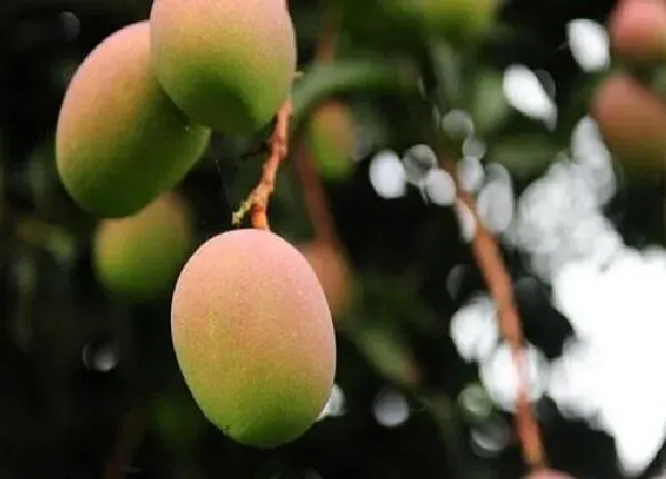 植物生根|芒果树怎样修剪才能高产来年挂果多 芒果剪枝技术要点