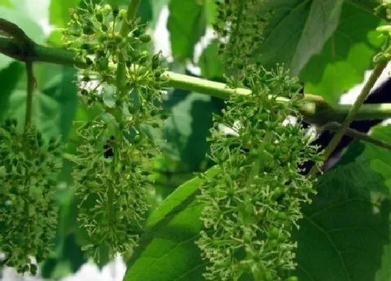 植物修剪|葡萄树开花后怎么修剪