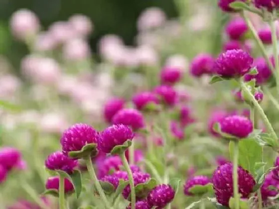 植物播种|千日红怎么留种子 自己收集与获得种子方法