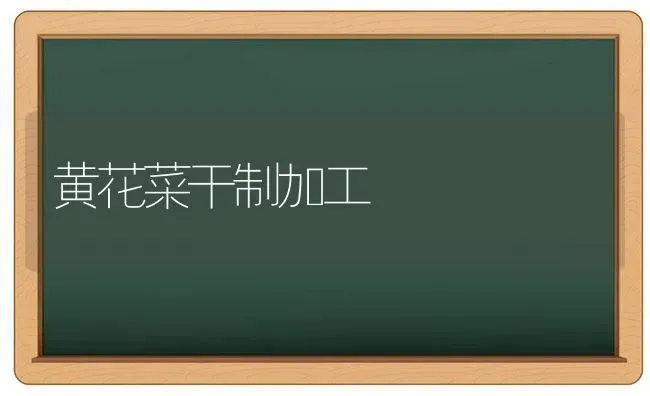 黄花菜干制加工 | 蔬菜种植
