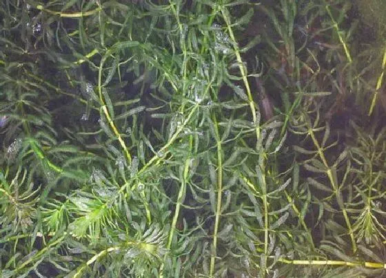 植物百科|黑藻是什么植物