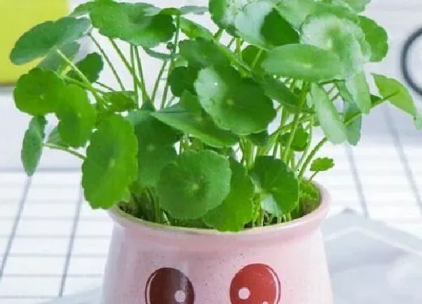 养殖方法|怎么养好铜钱草能爆棚长成瀑布（铜钱草放什么东西长得好）