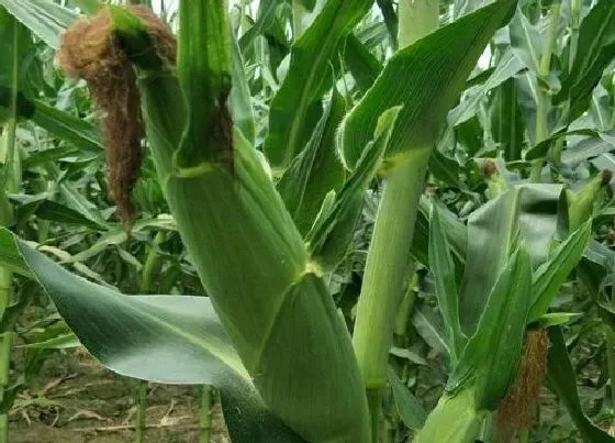 种子|金博士818玉米种介绍（金博士种子特征特性审定简介）