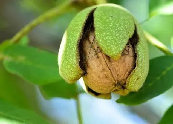 植物种类|核桃是被子植物吗