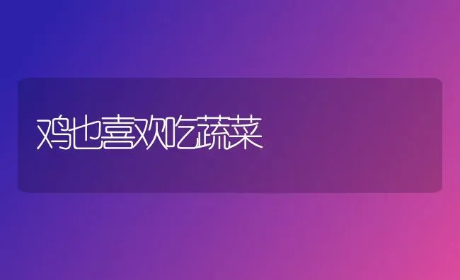 鸡也喜欢吃蔬菜 | 蔬菜种植