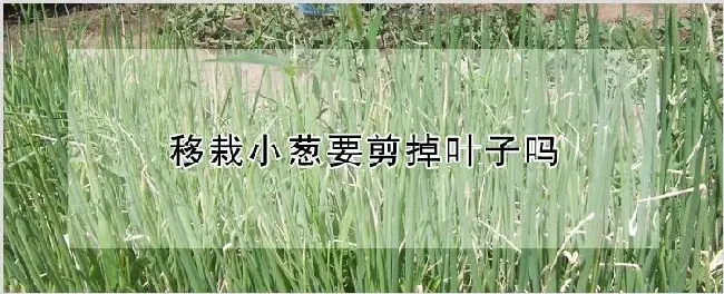 移栽小葱要剪掉叶子吗 | 种植技术