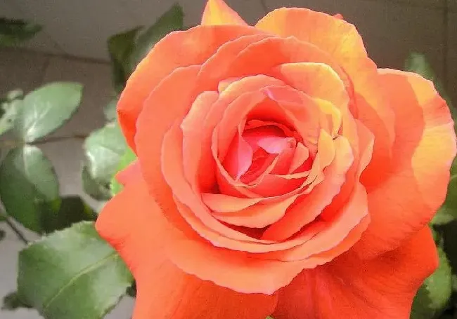 养殖科普|香云月季的优缺点