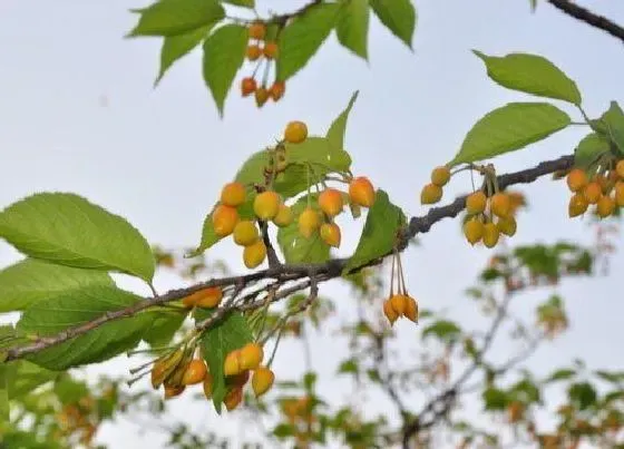 种植位置|樱桃树可以种在院子里吗