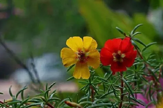 冬天植物|太阳花怎么过冬天