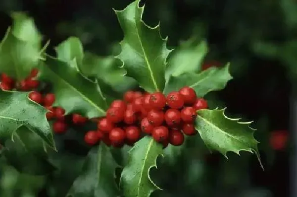 植物浇水|冬青浇水时间和正确方法