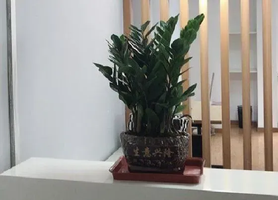 摆放常识|摇钱树适合在室内养吗