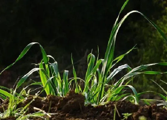 植物百科|春草是什么植物