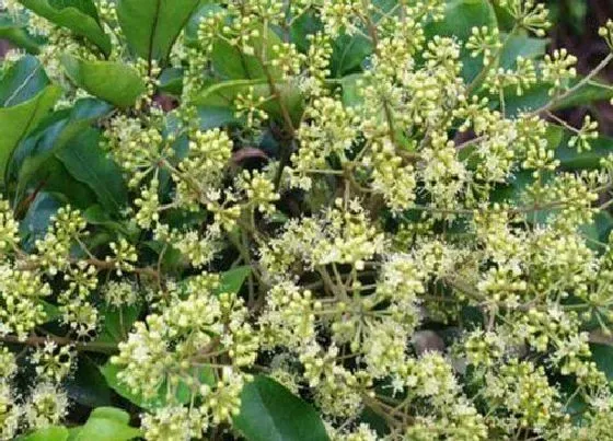 植物百科|鸭爪木开花吗 开花长的什么样子