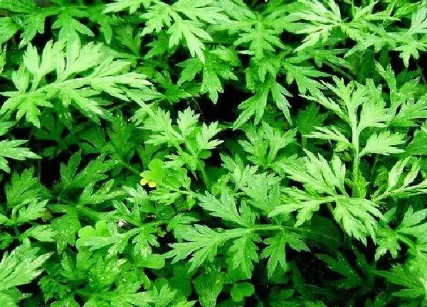 养殖科普|艾草喜阴还是喜阳