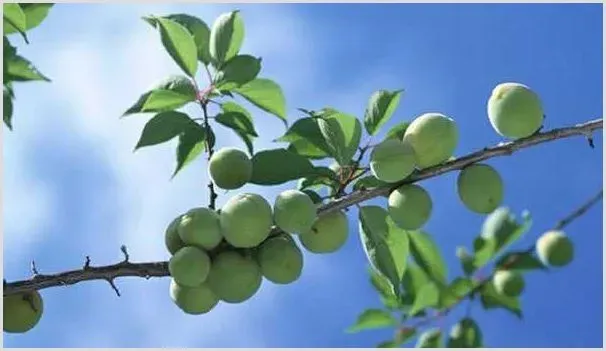 青梅的高产种植技术 | 农业技术