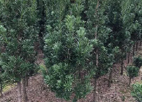 植物百科|罗汉松一年能长多高 每年长多少公分