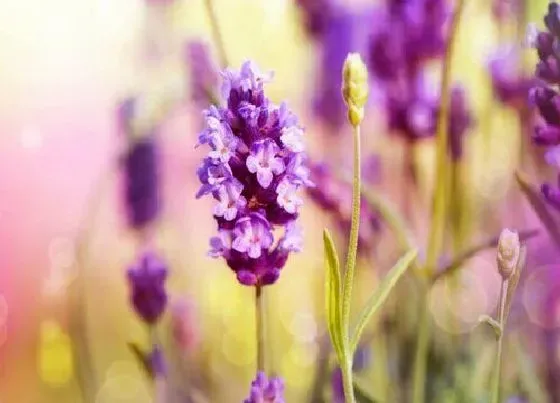 花卉百科|代表陪伴守候的花图片（花语是默默陪伴守护的植物）