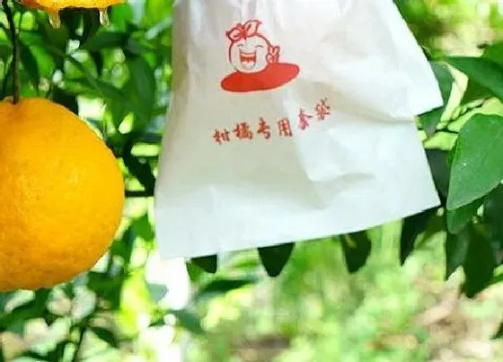 植物产地|耙耙柑哪里产的最好吃