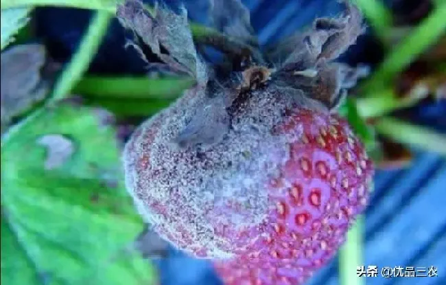 植物病害|灰霉病防治用什么药最好（治疗灰霉病最佳特效农药有哪些）