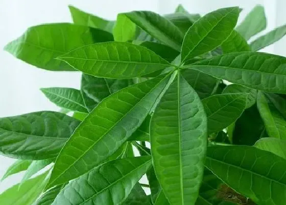 烂根|招财树烂根怎么办