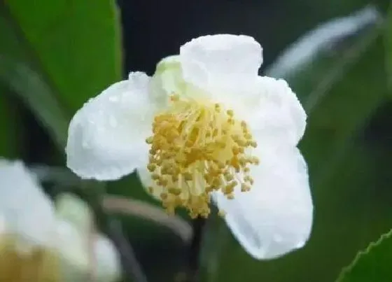 植物百科|龙井茶树开花吗 开花什么样子