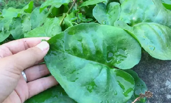 功效常识|落葵薯的功效与作用及食用方法