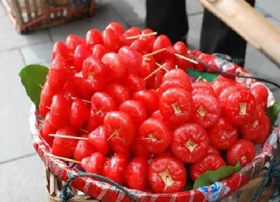 食用常识|莲雾好吃吗 吃起来什么味道（口感是什么样的）