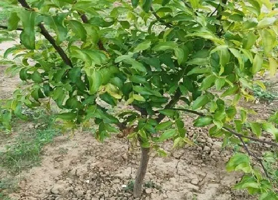 种植百科|枣树冬天能栽活吗