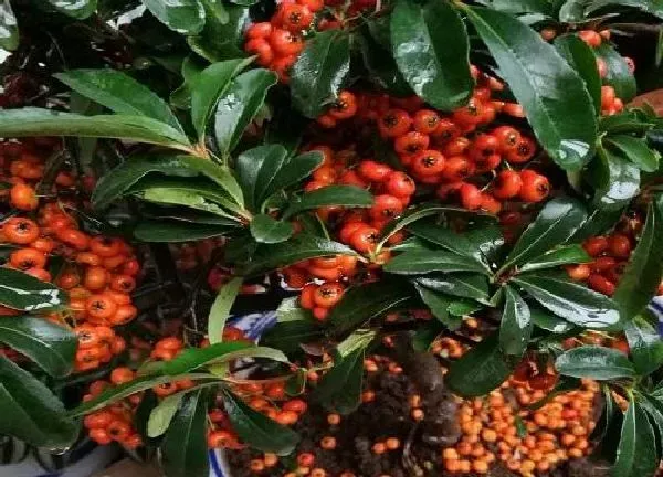 植物生根|火棘扦插多久生根发芽 怎样管理扦插成活率高