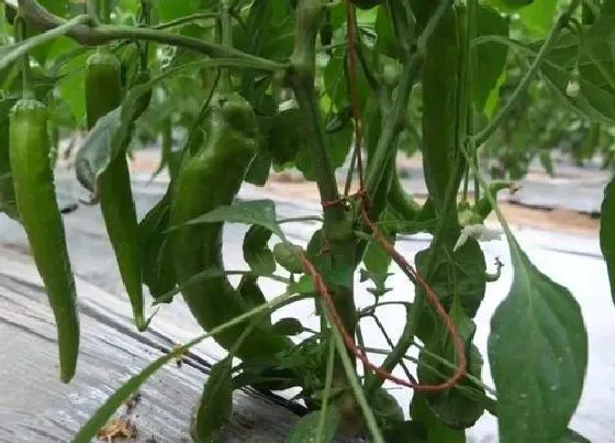 植物种类|辣椒是多年生植物吗