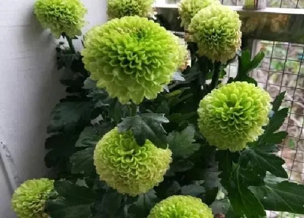 植物移栽|菊花什么时候移栽最好