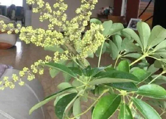 植物百科|鸭爪木开花吗 开花长的什么样子