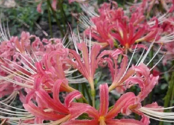 花卉百科|彼岸花是哪个国家的国花