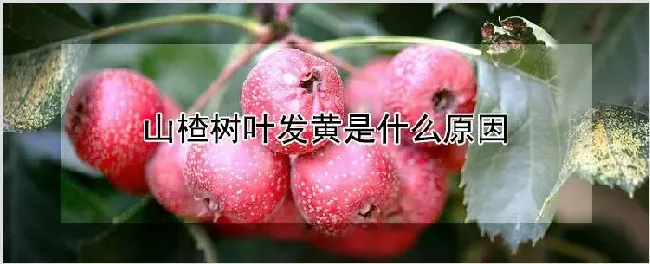山楂树叶发黄是什么原因 | 耕种资料