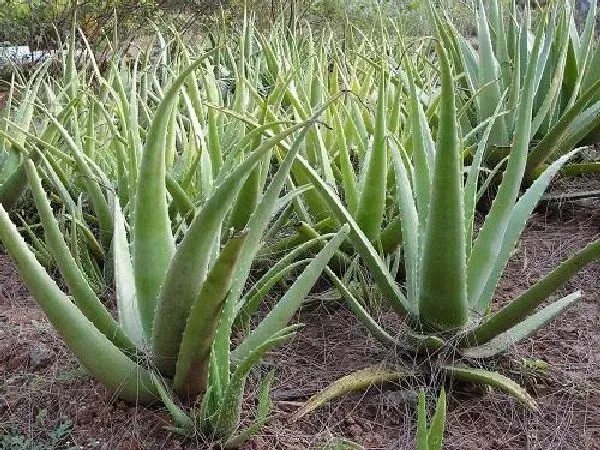 植物扦插|芦荟插枝能活吗 掌握扦插时间和方法成活率高