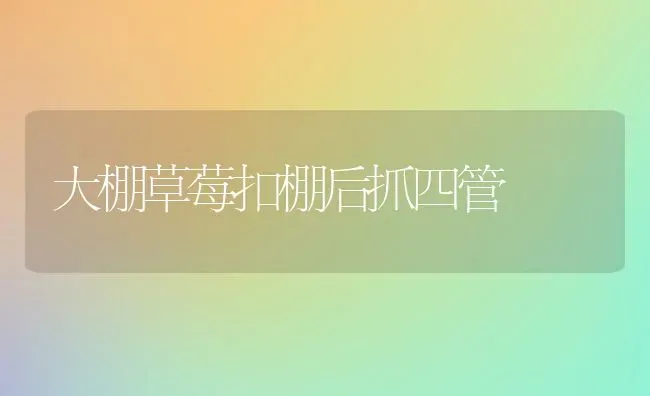大棚草莓扣棚后抓四管 | 瓜果种植