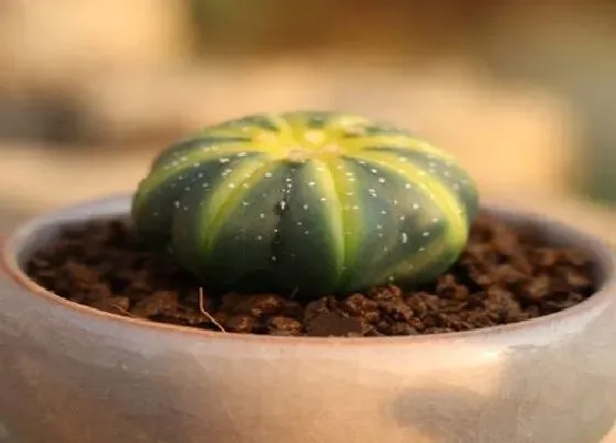 开花时间|星兜多久开花一次 一般什么时候开花