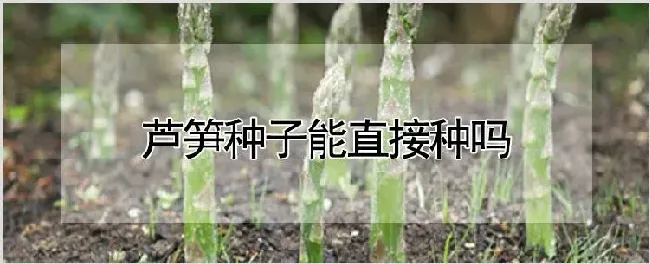 芦笋种子能直接种吗 | 种植技术