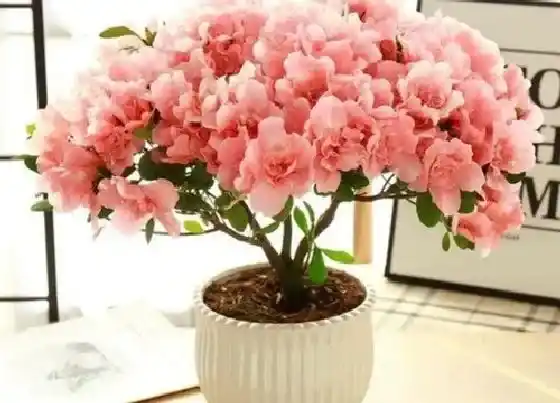 冬天植物|映山红耐寒吗（盆栽映山红怎么养能过冬）