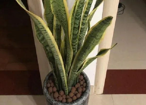 植物换土|虎尾兰换土时间和方法