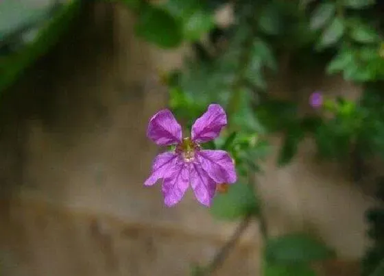 植物毒性|萼距花有毒吗