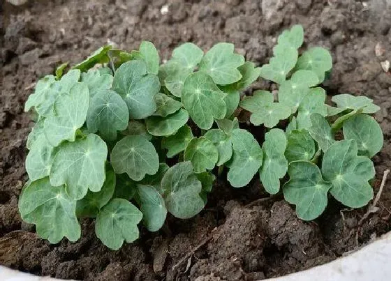 植物播种|旱莲花怎么留种子