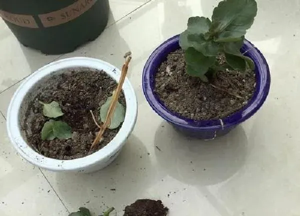 植物移栽|长寿花什么时候换盆好