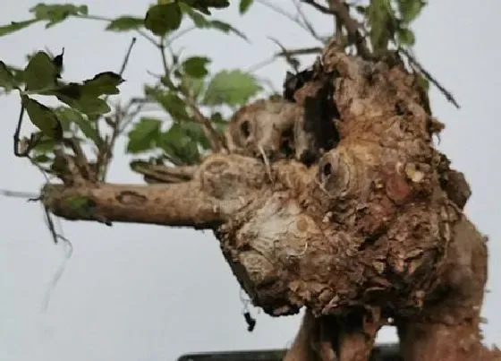 种植管理|黄荆耐涝吗 怕不怕水淹