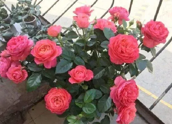 开花时间|月季多久能开花