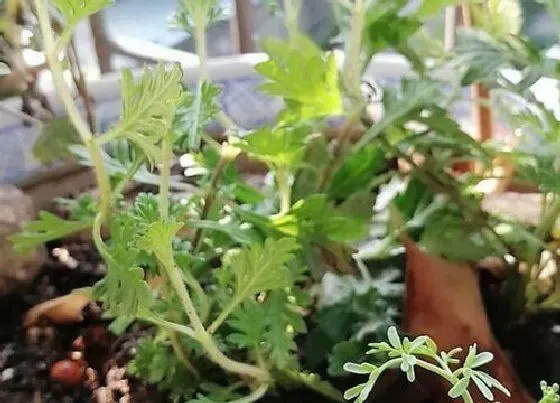 植物百科|艾草在农村叫什么